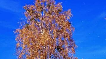 langzaam beweging beeldmateriaal van de blad vallen van kleurrijk herfst bomen. seizoen video