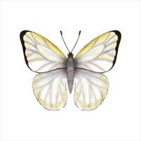Watercolor cabbage butterfly. White butterfly with folded wings. Watercolor illustration vector