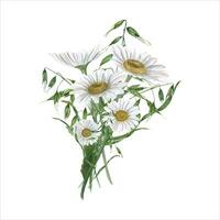 Watercolor daisy with wild oats. Bouquet with meadow flowers and plant. Hand drawn illustration vector