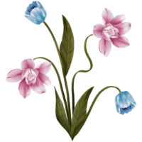 ai gegenereerd roze en blauw tulpen Aan een transparant achtergrond png