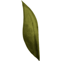 AI generated a green leaf on a transparent background png