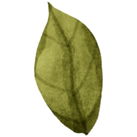 AI generated a green leaf on a transparent background png