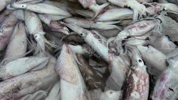 Fresh Raw Squids at Seafood Stall video