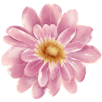 AI generated a pink flower on a transparent background png