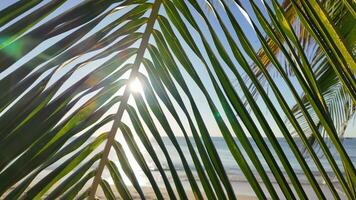 tropical paraíso, iluminado pelo sol Palmeiras e sereno de praia video