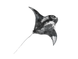 Aquarell von ein Manta Strahl fliegen isoliert auf Hintergrund png