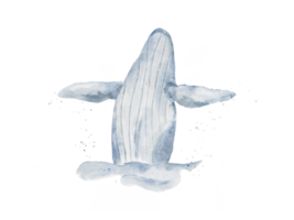 blu balena disegno nel acquerello saltare su sfondo png