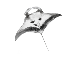 watercolor of a manta ray belly isolated on background png