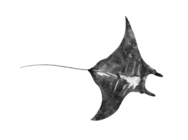 watercolor of a manta ray slalom isolated on background png