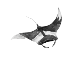 watercolor of a manta ray drivng isolated on background png