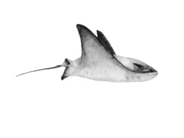 watercolor of a manta ray glinding isolated on background png