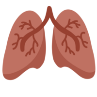 Illustration of human lungs png