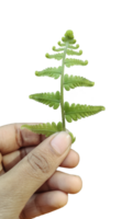 une main en portant une fougère plante sur une transparent arrière-plan, une main tenir médicinal les plantes feuille les plantes botanique feuilles feuille branche vert plante herbes végétation coupé plante herbe 3d la nature png