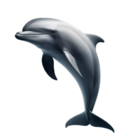 Isolated Dolphin animal on a transparent background, PNG Format