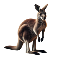 Isolated Kangaroo animal on a transparent background, PNG Format