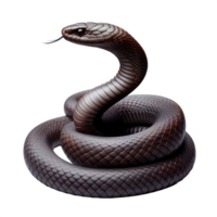 isolato serpente animale su un' trasparente sfondo, png formato