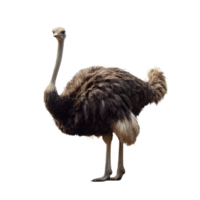 Isolated Ostrich bird on a transparent background, PNG Format