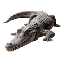 Isolated crocodile animal on a transparent background, PNG Format