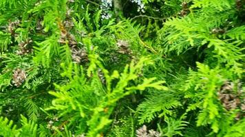 Close up footage of the branches of the spruces. Nature video