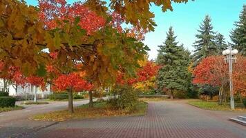 schleppend Bewegung Aufnahmen von das bunt Herbst Bäume. Jahreszeit video