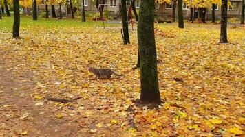 langzaam beweging van de verdwaald kat Aan de grond gedekt met kleurrijk herfst bladeren. seizoen video