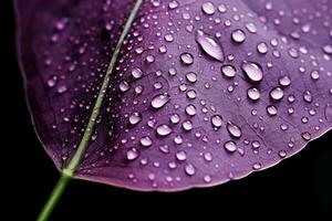 AI generated Lustrous Macro purple leaf water drops. Generate Ai photo