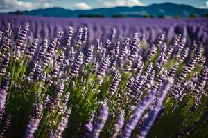 AI generated lavender fields in the new zealand countryside photo