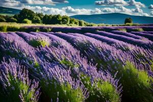 AI generated lavender fields in the countryside photo