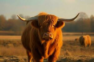 AI generated Highland cattle cow. Generate ai photo