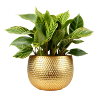 AI generated Beautiful Green Flowers in a Metal Golden Pot on Transparent background - Ai Generated png