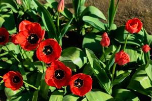 Red tulips in the ground in a garden at springtime photo