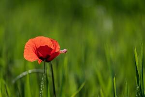 Lonely poppy in a field of green wheat with space for text photo