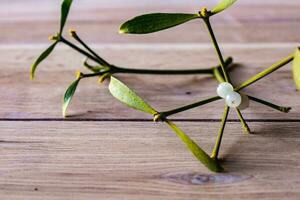 Branch of mistletoe with white berries, viscum album photo