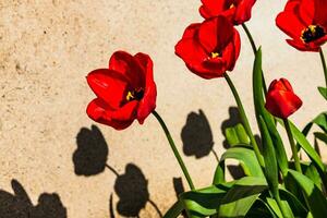 Red tulips in the ground in a garden at springtime photo