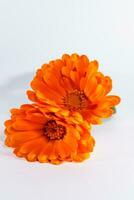 Calendula officinalis flowers on white background, asteraceae, calenduleae photo