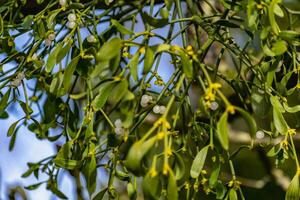 Branch of mistletoe with white berries, viscum album photo