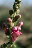 boca de dragón flores en el jardín, antirrino mayor cerca arriba en rosado flores, borroso antecedentes foto