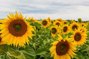 Sunflowers in a field with the sky, Helianthus annuus photo