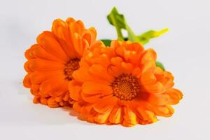 caléndula officinalis flores en blanco fondo, asteráceas, calenduleae foto