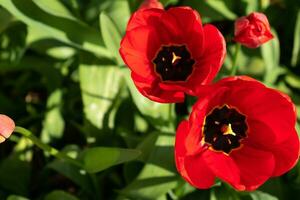 cerca arriba en rojo tulipanes, tulipa foto