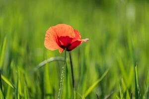 Lonely poppy in a field of green wheat photo
