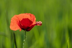 Lonely poppy in a field of green wheat photo