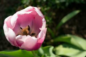 Close up on pink tulip, tulipa photo