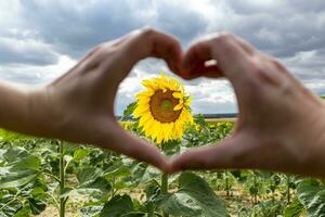 Hands forming a heart in front of a sunflower, concept of love, happiness and care, helianthus annuus photo