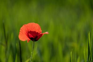 solitario amapola en un campo de verde trigo con espacio para texto foto