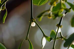 Branch of mistletoe with white berries, viscum album photo