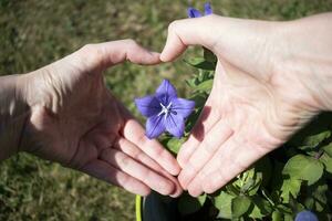 platicodon grandiflorus flor amor concepto con corazón mano gesto foto