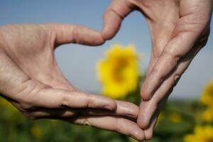 manos formando un corazón en frente de un girasol, concepto de amar, felicidad y cuidado, helianthus annuus foto