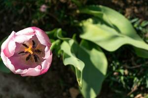 cerca arriba en rosado tulipán, tulipa foto