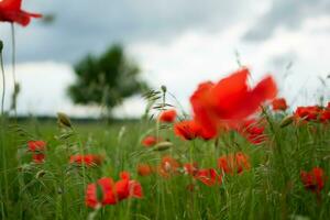 Red poppies in a green field with a tree and a stormy summer sky photo